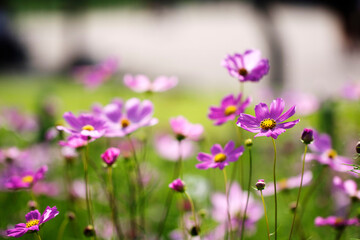 Beautiful cosmos flowers in the garden
