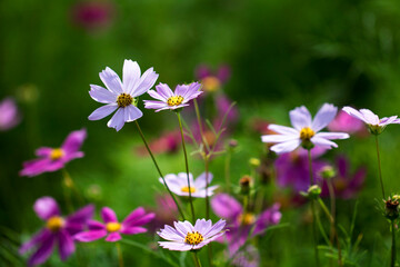 Fototapeta premium Beautiful cosmos flowers in the garden 