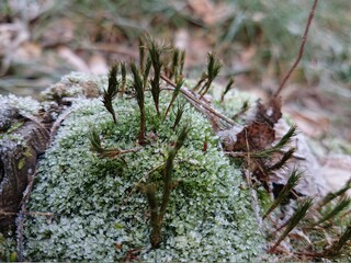 close up of pine cones on a tree
