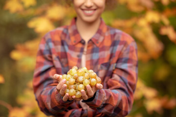 White grapes in the hands of a girl. Shallow depth of field.