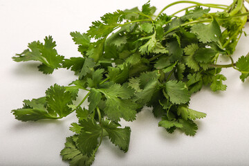 Green coriander or cilanto leaves heap
