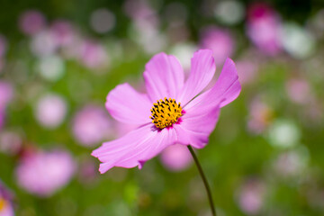 pink cosmos flower