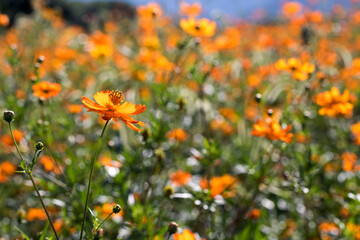 Beautiful cosmos flowers in the garden
