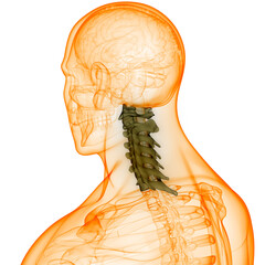 Spinal Cord Vertebral Column Cervical Vertebrae of Human Skeleton System Anatomy