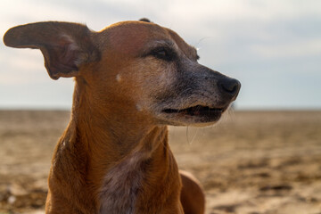 Bonito, tranquilo y alegre perro en la arena de la playa