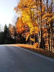 Obraz premium road in autumn