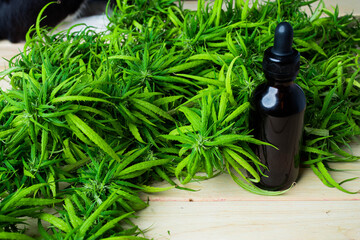Cannabidiol oil  in a glass bottle  ,CBD oil hemp products, Cannabis  Marijuana herb and leaves for treatment, Extract from hemp oil,. Herbs, medical marijuana cannabis.