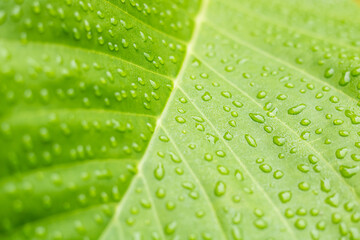Green leaf background with dew