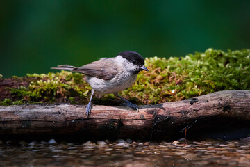 Eurasian willow tit in natural environment, Danube forest, Slovakia, Europe