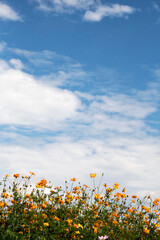 Beautiful cosmos flowers in the garden
