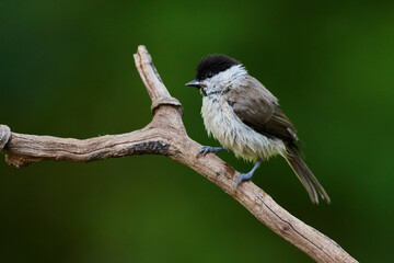 Eurasian willow tit in natural environment, Danube forest, Slovakia, Europe