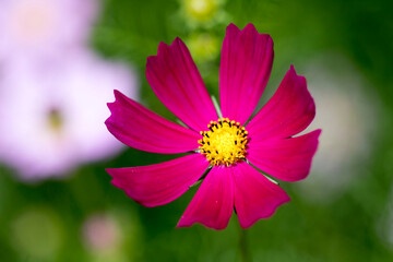 Beautiful cosmos flowers in the garden
