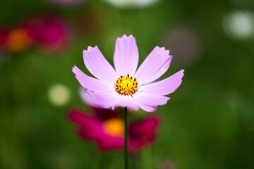 Obraz premium Beautiful cosmos flowers in the garden 