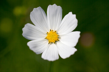 Obraz premium Beautiful cosmos flowers in the garden 