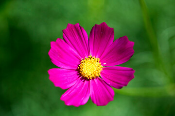 Beautiful cosmos flowers in the garden