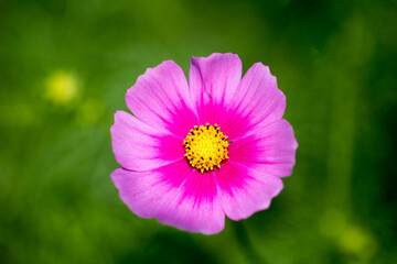 Obraz premium Beautiful cosmos flowers in the garden 