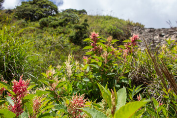 Obraz premium Beautiful plants by the road 12