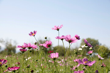 Fototapeta premium Beautiful cosmos flowers in the garden 