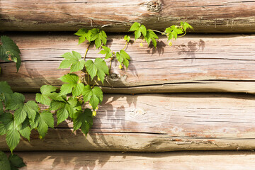 Hops plant grow over old wooden wall
