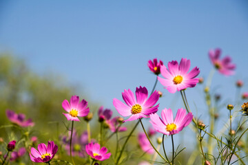 Fototapeta premium Beautiful cosmos flowers in the garden 