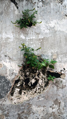 tree growing in the old wall