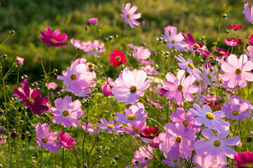 Obraz premium Beautiful cosmos flowers in the garden 
