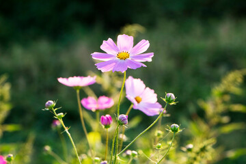 Beautiful cosmos flowers in the garden
