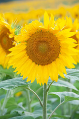 Fototapeta premium Sunflower natural background. Sunflower blooming. Close-up of sunflower.