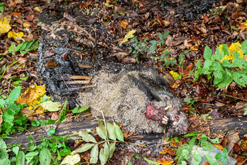 Maggots feading a wild boar. Dead animal