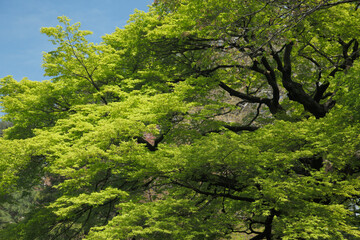 新緑のいろはもみじ