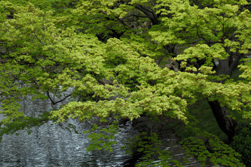 新緑のいろはもみじ