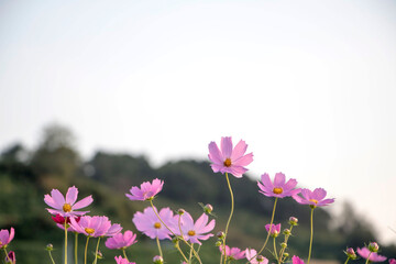 Beautiful cosmos flowers in the garden

