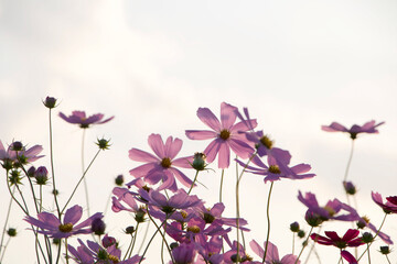 Beautiful cosmos flowers in the garden
