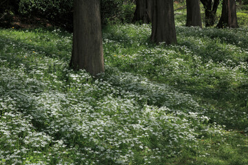 林間のオオアマナ