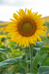 Obraz premium Sunflower natural background. Sunflower blooming. Close-up of sunflower.