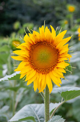 Sunflower natural background. Sunflower blooming. Close-up of sunflower.