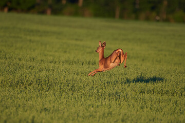 Roe deer in natural environment, danube wetland, Slovakia, Europe © Tom