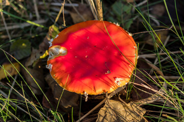 Duży czerwony grzyb, muchomor czerwony Amanita muscaria, czerwony kapelusz, okrągły kapelusz