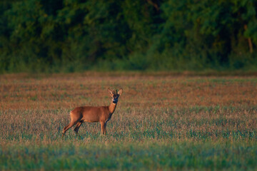 Roe deer in natural environment, danube wetland, Slovakia, Europe