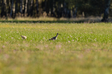 Kulik wielki Numenius arquata spaceruje po zielonej łące, ptak z długim dziobem