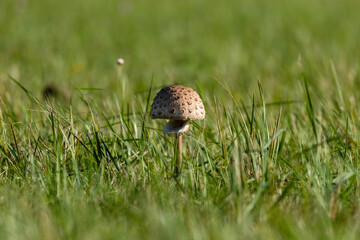 Czubajka kania grzyb Macrolepiota procera (Scop.) Singer samotnie stoi na zielonej łące © PeterG