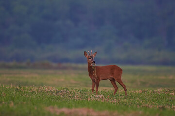Roe deer in natural environment, danube wetland, Slovakia, Europe