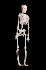 toy skeleton on black isolated background simbol halloween