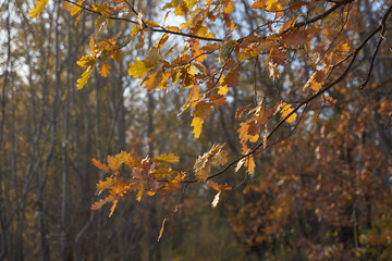 Blurred bokeh of autumn leaves in the forest on a warm Sunny day. Autumn forest, illuminated by the morning sun.The colors of autumn. Autumn.