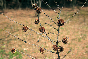 カラマツのマツカサ