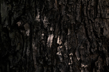 closeup tree bark wooden background
