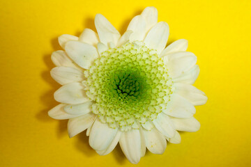 beautiful chrysanthemum on the yellow background

