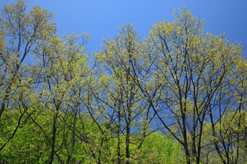 Obraz premium 新緑