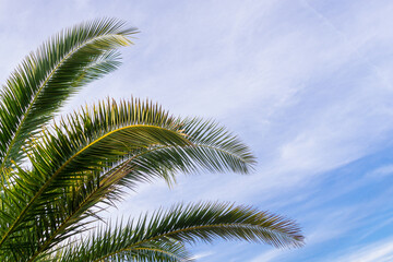 Fototapeta na wymiar PALM TREE LEAVES WITH BLUE BRIGHT CLEAN SKY