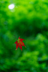 緑の背景に一様の赤い紅葉